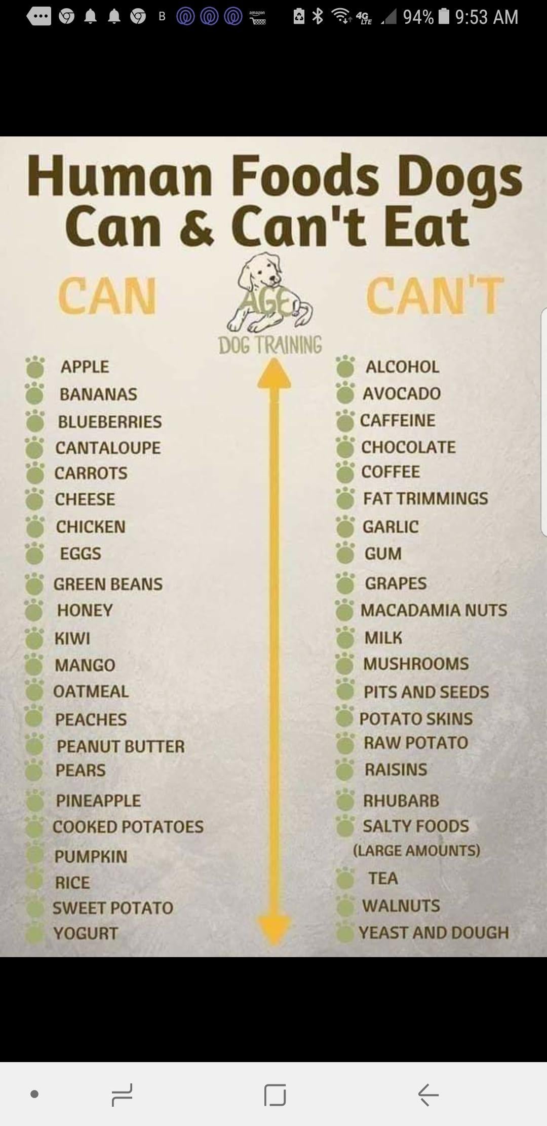 Human Foods Dogs Can & Can't Eat